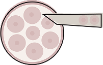 imagem demonstrativa de uma célula